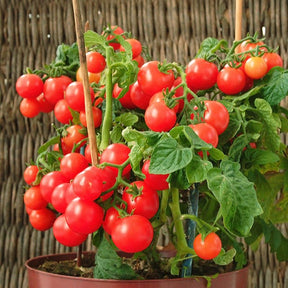 Cherrytomaat 'Minibel' - Lycopersicon lycopersicum minibel - Willemse