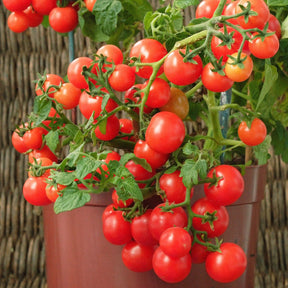 Cherrytomaat 'Minibel' - Willemse