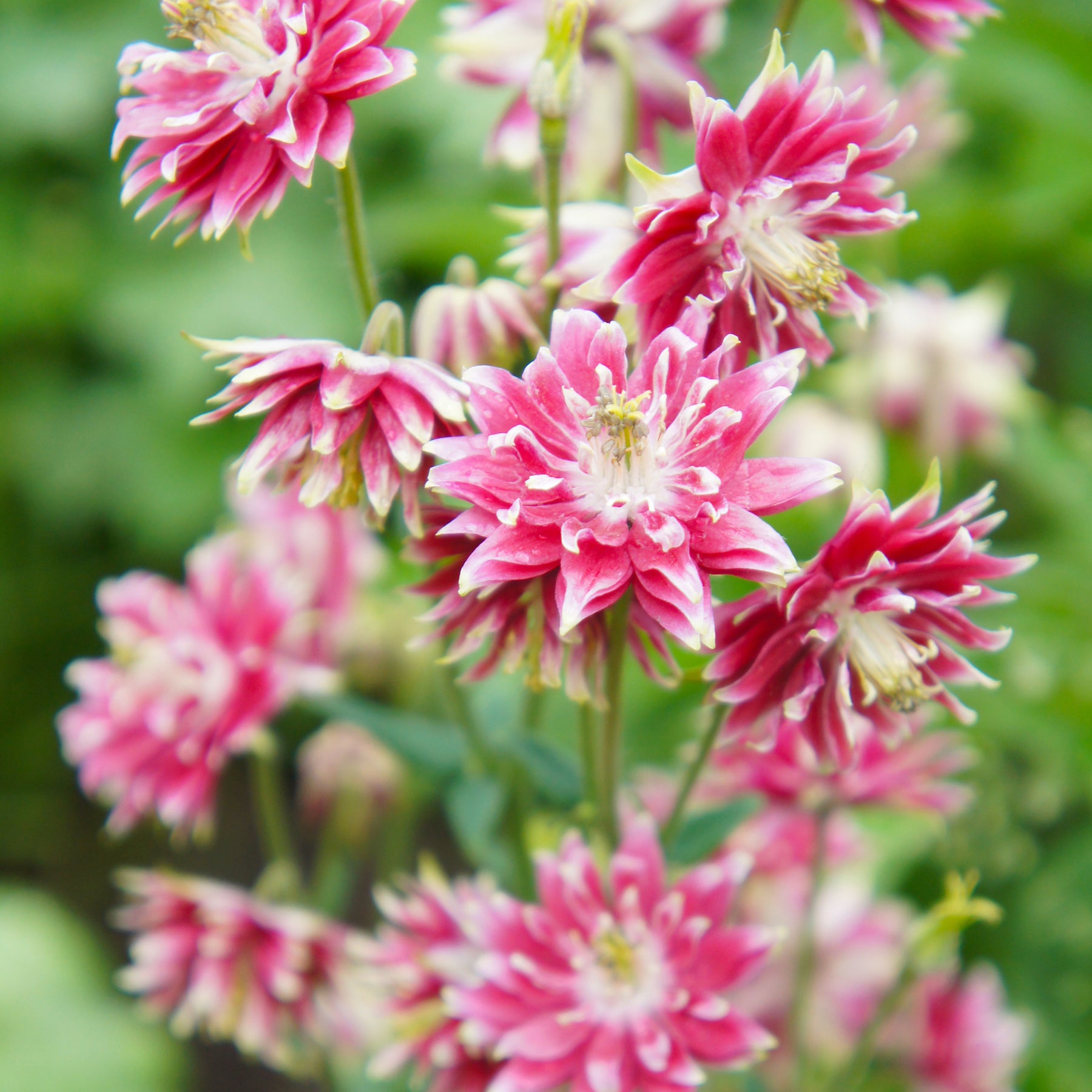 Akelei 'Nora Barlow' - Aquilegia Nora Barlow - Willemse