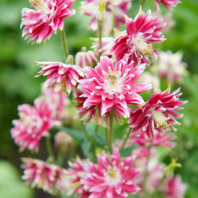 Akelei 'Nora Barlow' - Aquilegia Nora Barlow - Willemse