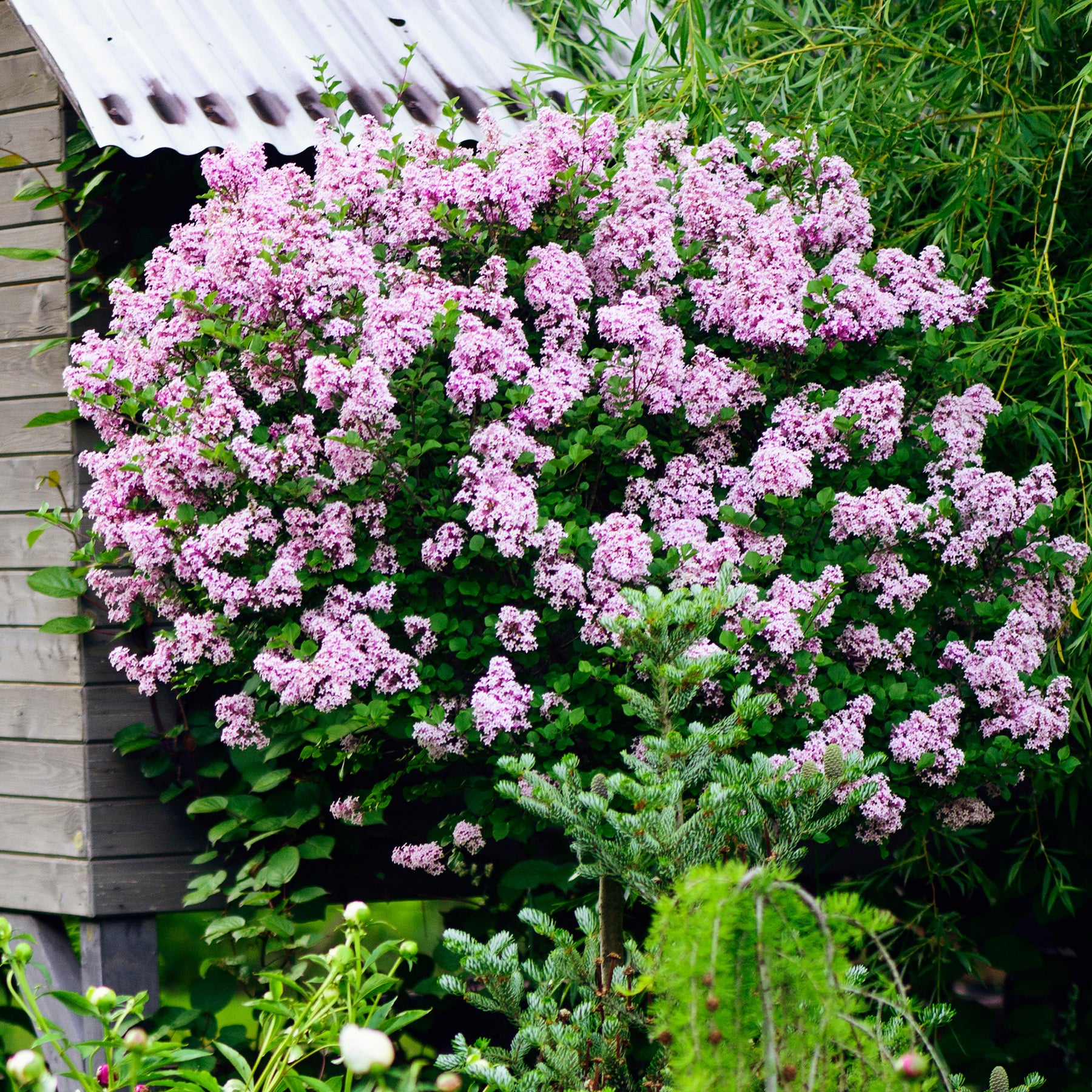 Dwergsering 'Palibin' - Syringa meyeri  palibin - Willemse
