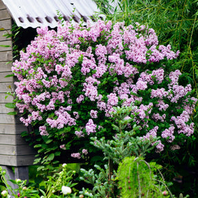 Dwergsering 'Palibin' - Syringa meyeri  palibin - Willemse