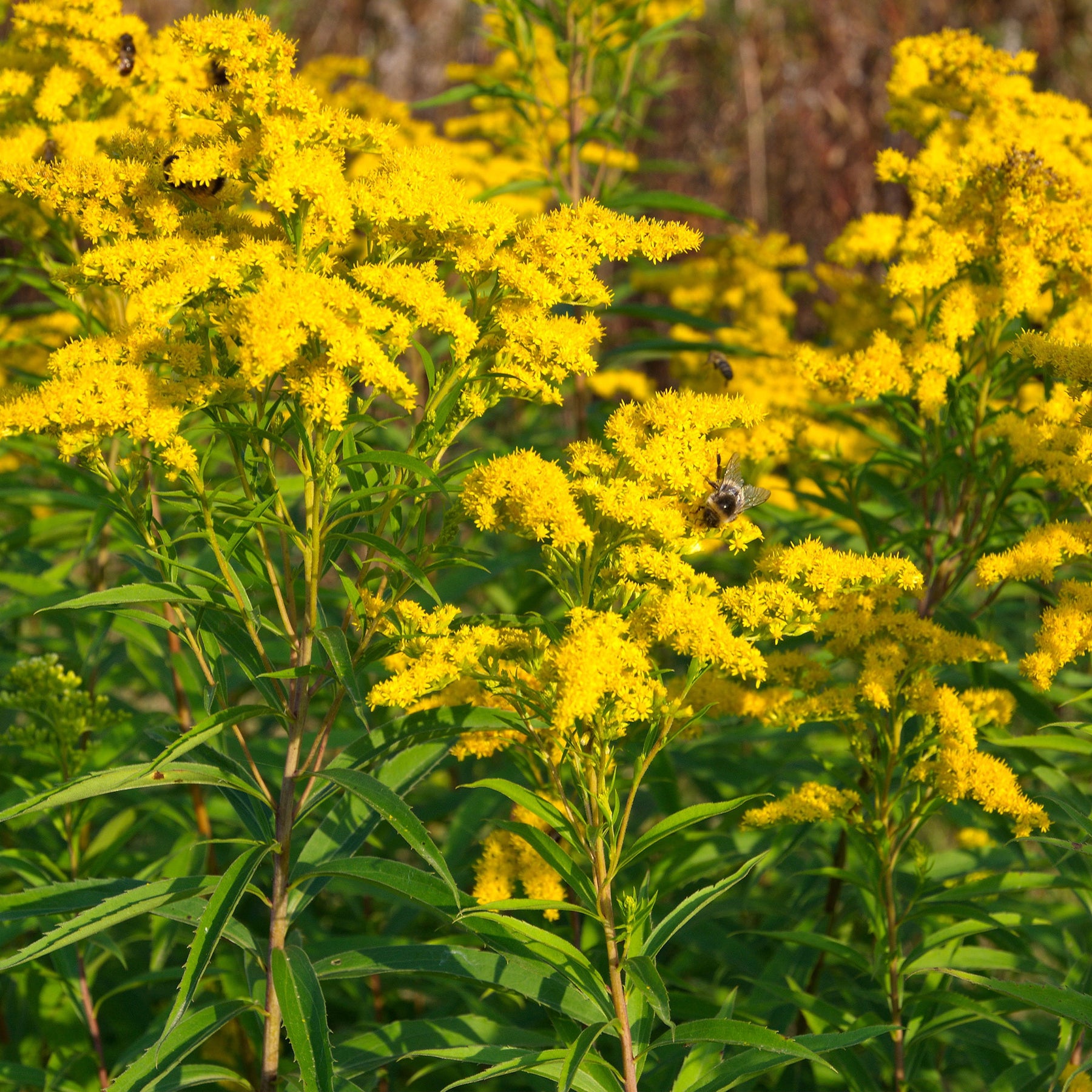 Vaste planten met gele bloemen Mix - Solidago luteus, alchemilla mollis, hemerocallis stella de oro - Willemse