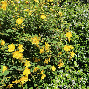 Hertshooi 'Hidcote' - Willemse