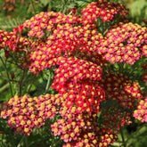 Bloeiende vaste planten - Duizendblad millefeuille Paprika - Achillea millefolium Paprika