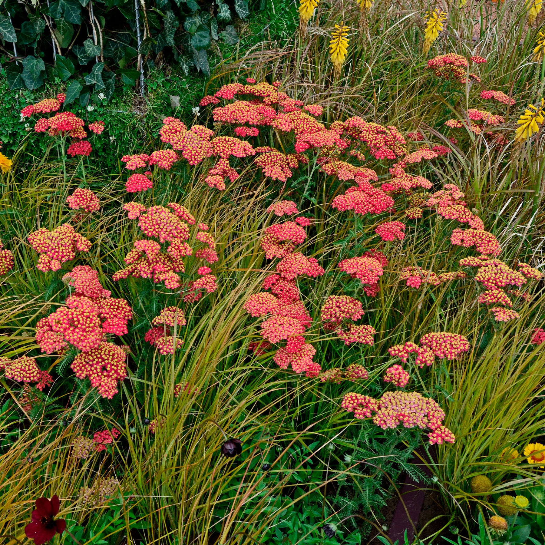 Achillea millefolium Paprika - Duizendblad millefeuille Paprika - Bloeiende vaste planten