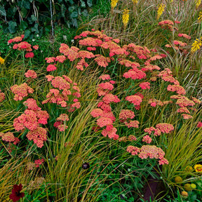 Achillea millefolium Paprika - Duizendblad millefeuille Paprika - Bloeiende vaste planten