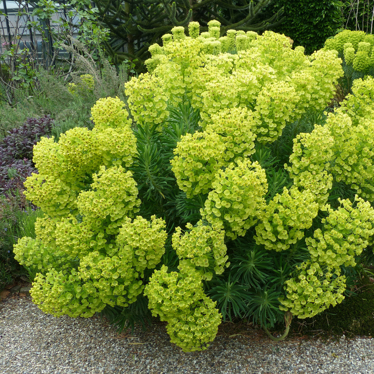 Wolfsmelk wulfenii - Euphorbia characias ssp. Wulfenii - Willemse