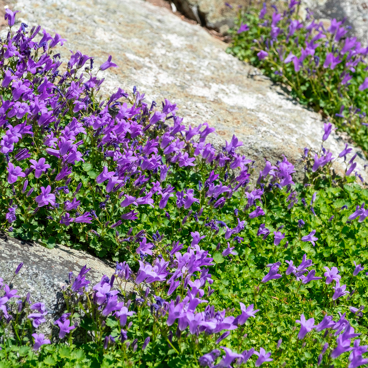 Muurtklokje - Campanula portenschlagiana - Willemse
