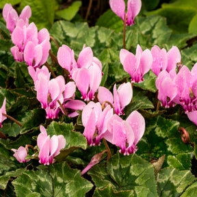 Tuincyclaam (x3) - Willemse