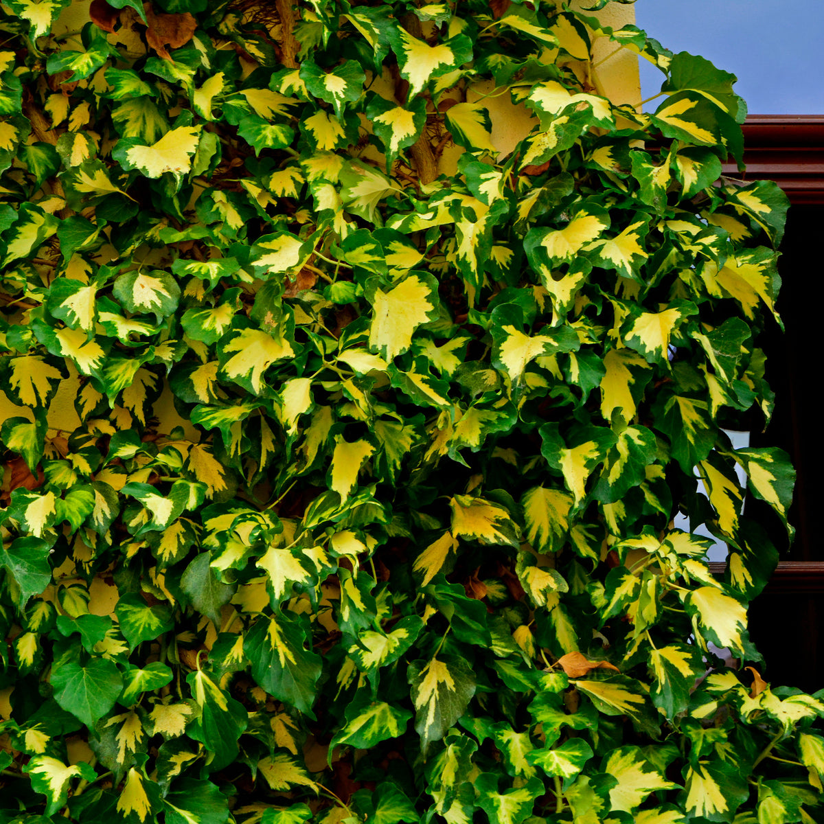 Klimop 'Goldheart' - Willemse