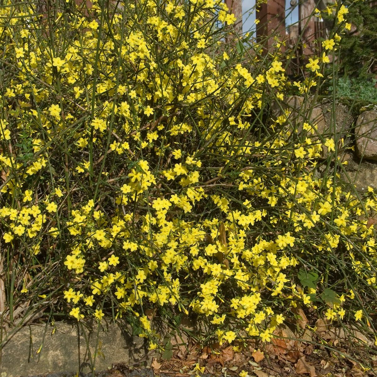 Verkoop Winterjasmijn - Klimplanten