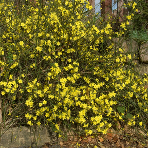 Verkoop Winterjasmijn - Klimplanten