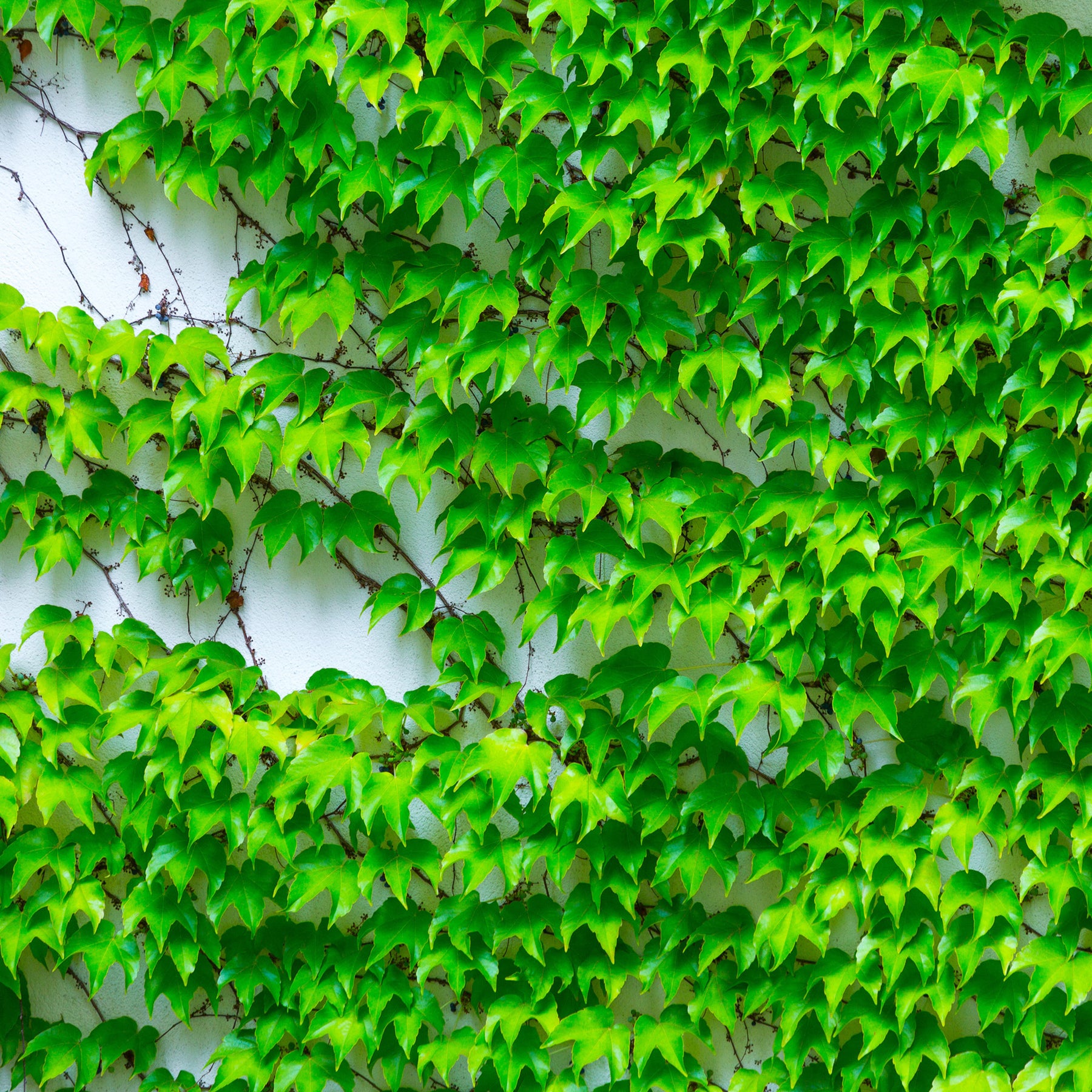 Parthenocissus tricuspidata veitchii - Wilde wingerd - Klimplanten