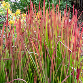 Japans bloedgras 'Red Baron' - Imperata cylindrica Red Baron - Willemse