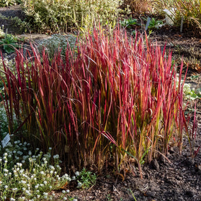 Japans bloedgras 'Red Baron' - Willemse