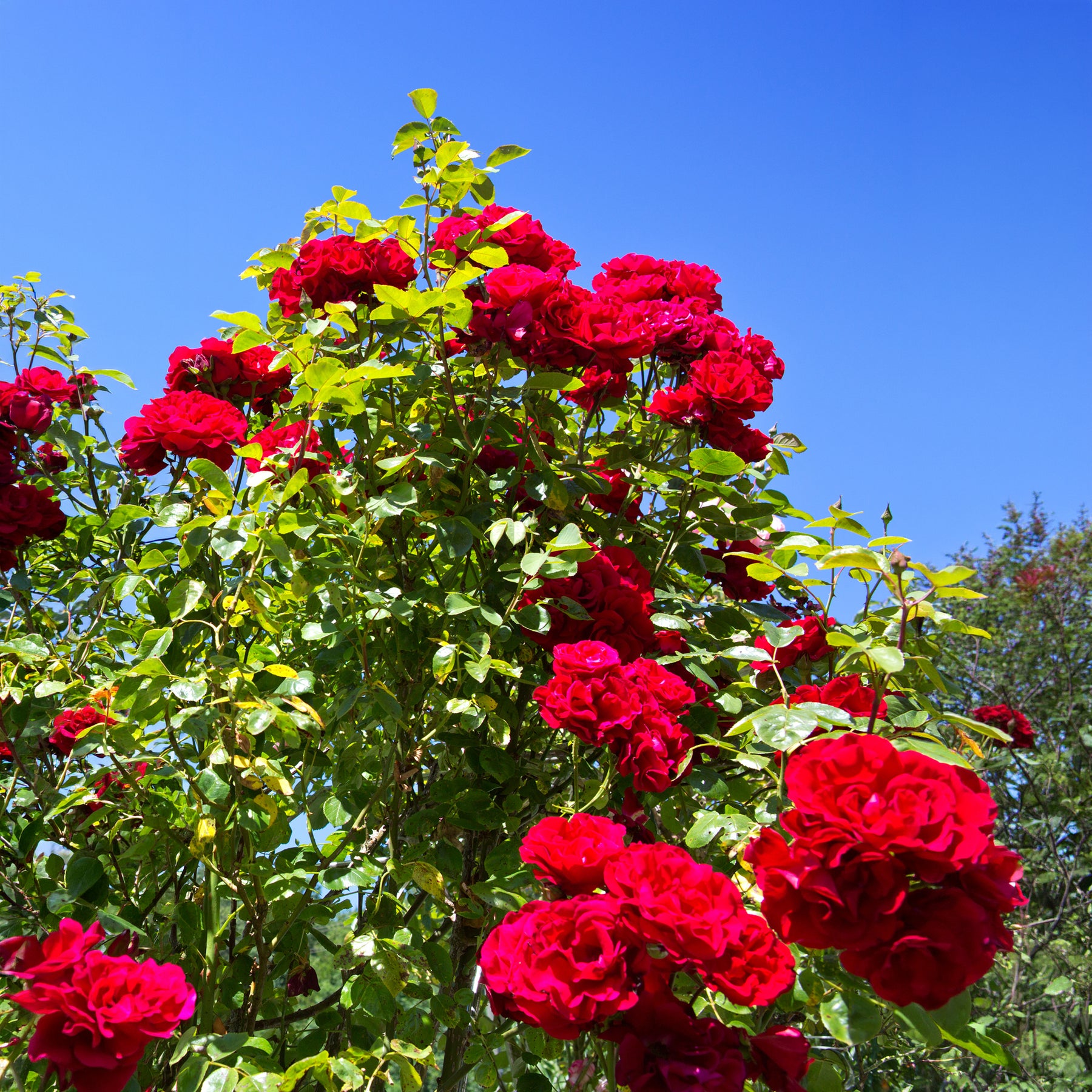 Verkoop Klimroos 'Santana' - Rosa santana ®
