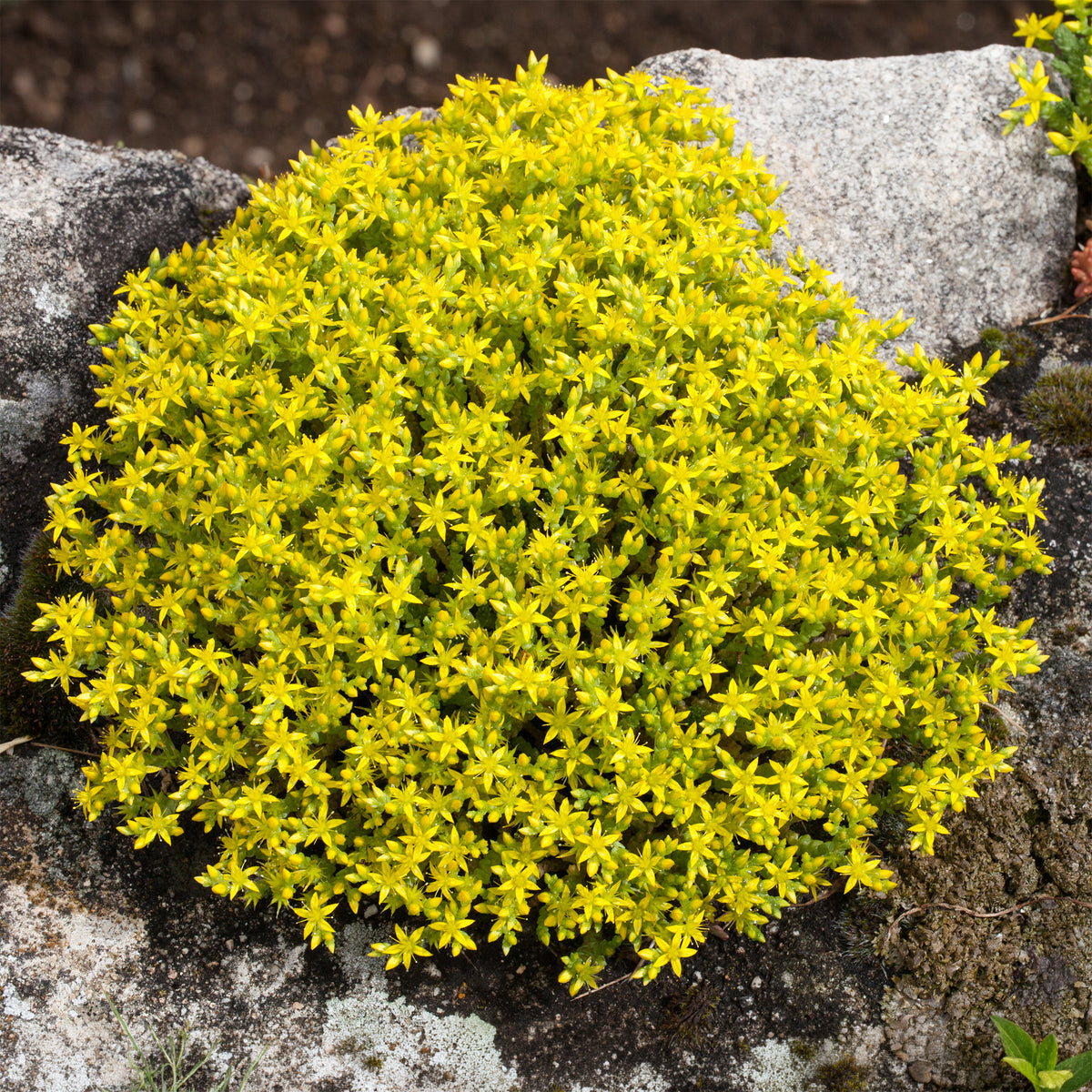 Vaste planten - Gele muurpeper (x2) - Sedum acre