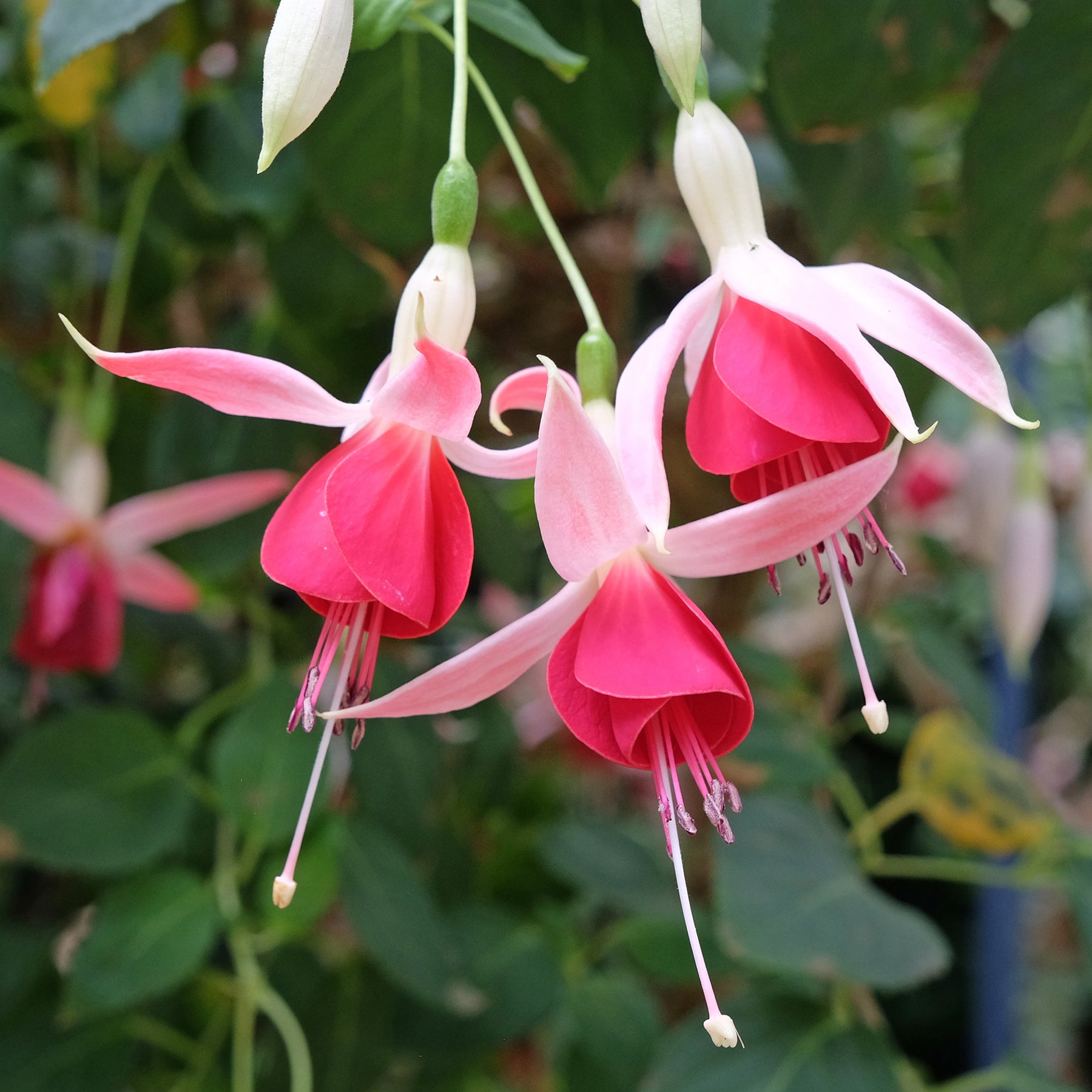 Fuchsia Celia Smedley - Fuchsia 'Celia Smedley' (x3) - Fuchsia