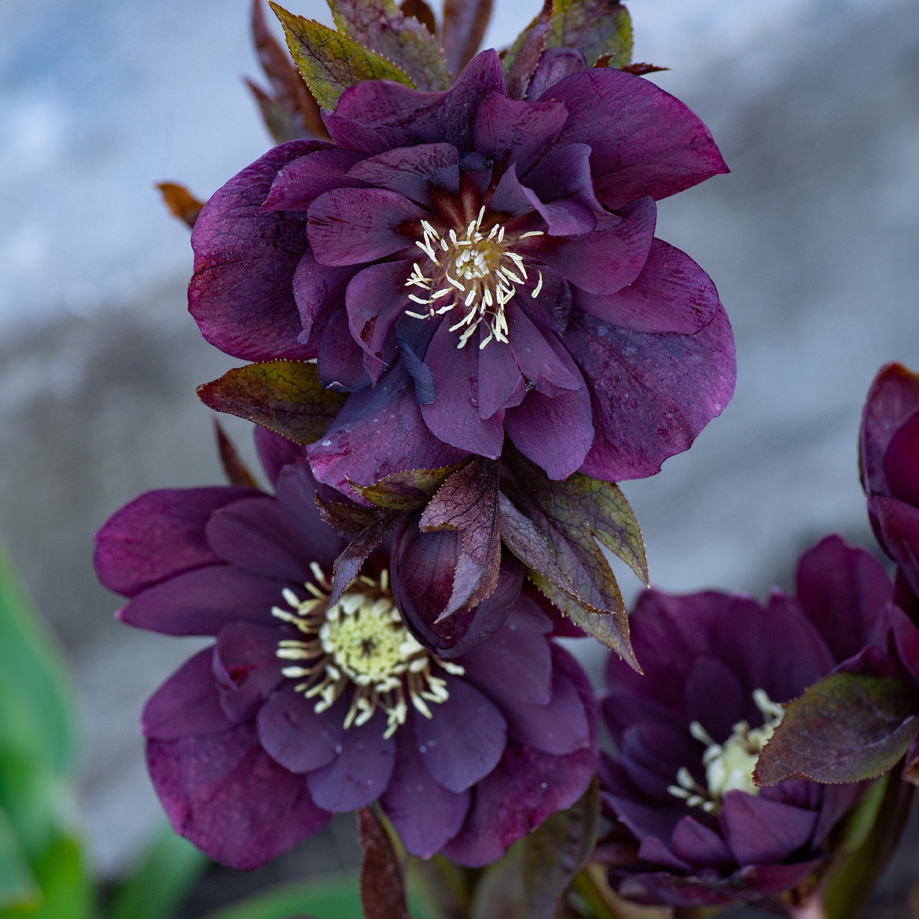 Verkoop Kerstroos Dubbbel Ellen Violet (x2) - Helleborus orientalis Double Ellen Purple
