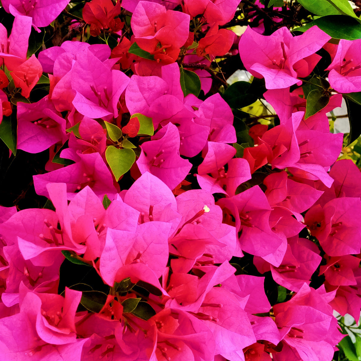 Roze bougainville - Bougainvillea pink - Willemse