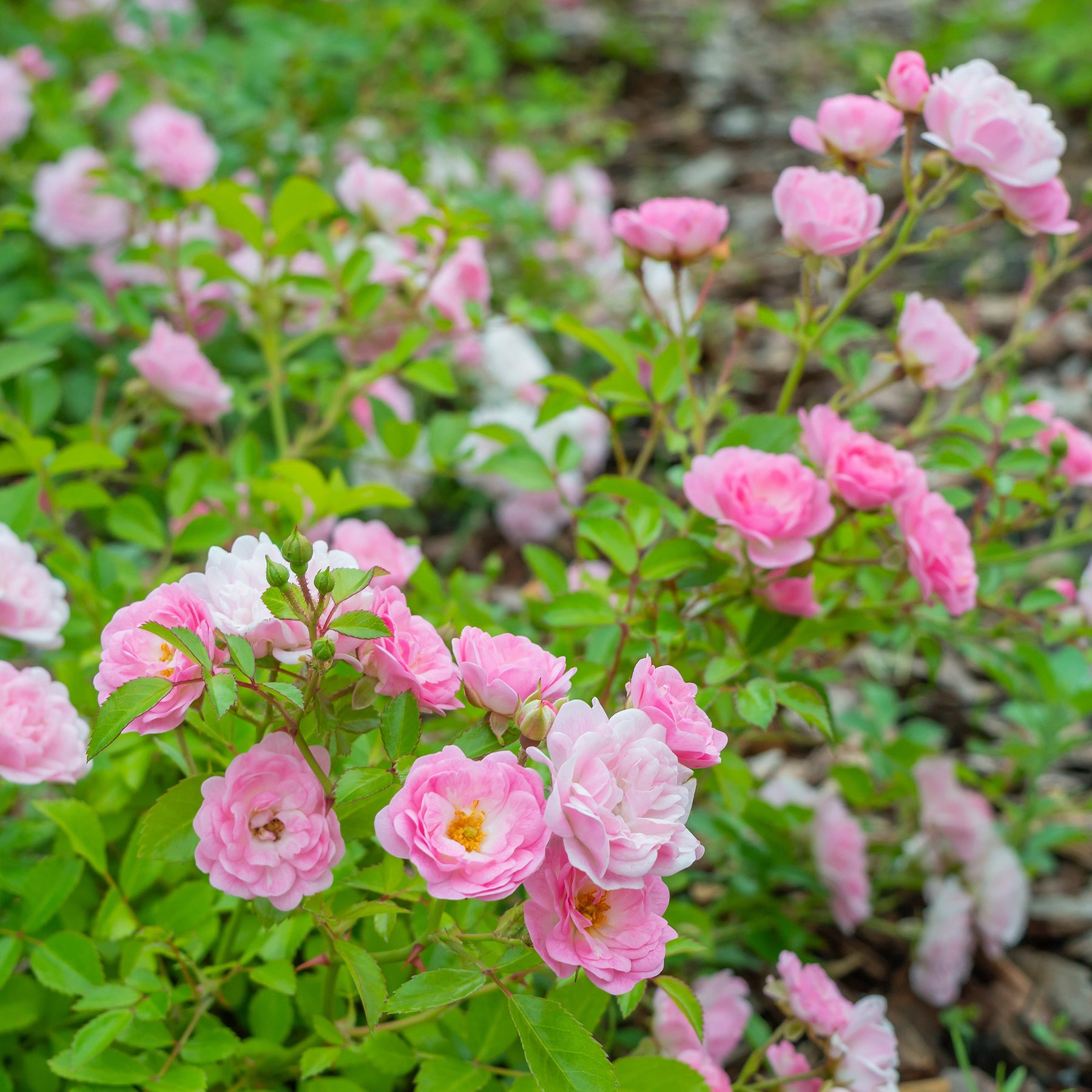 Bodembedekkende roos 'The Fairy'®