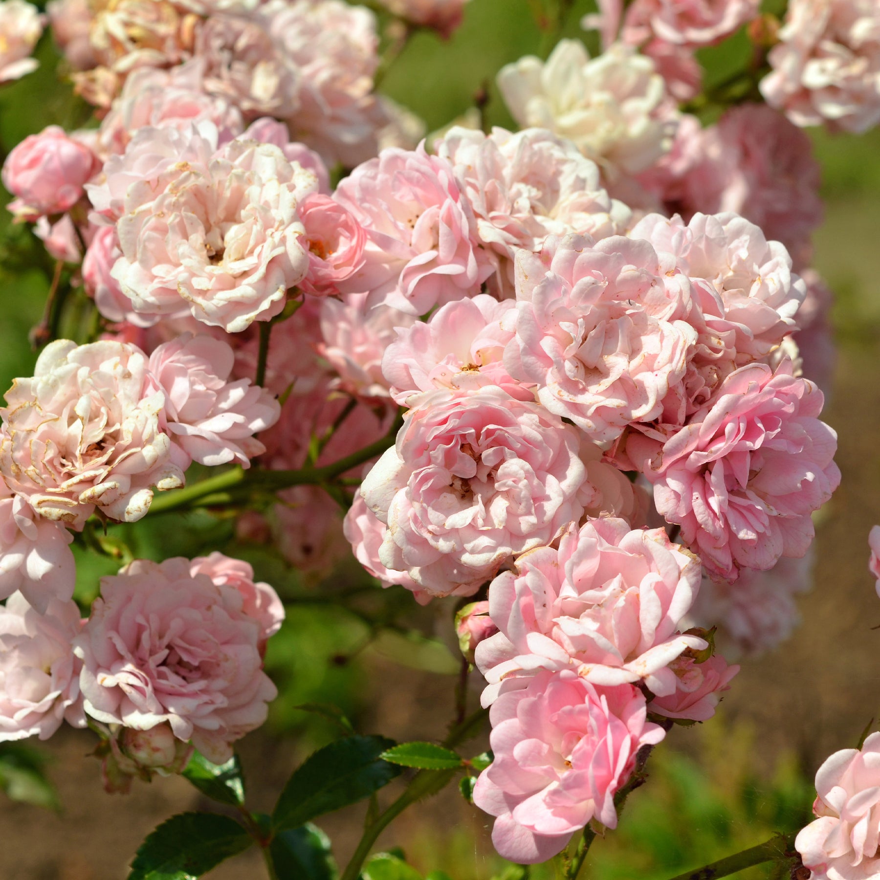 Bodembedekkende roos 'The Fairy'®