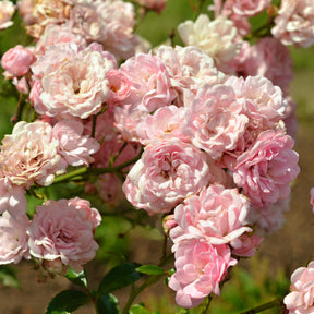 Bodembedekkende roos 'The Fairy'®