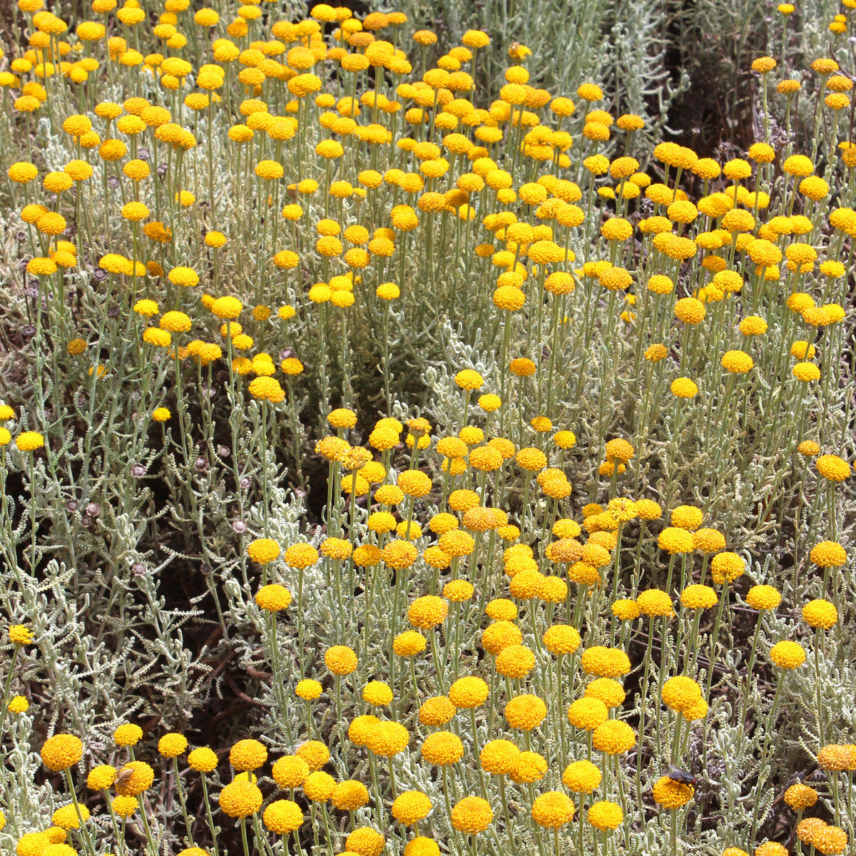 Heiligenbloem - Santolina chamaecyparissus - Willemse
