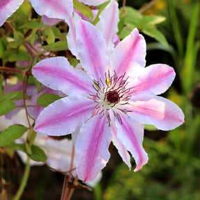 Bosrank 'Nelly Moser' - Clematis 'nelly moser' - Willemse