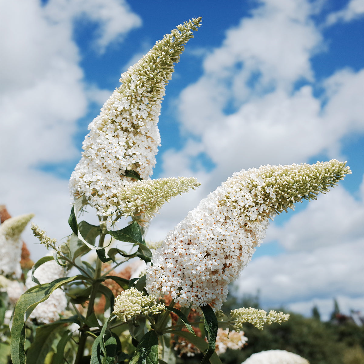 Buddleja davidii white profusion - Vlinderstruik 'White Profusion' - Vlinderstruik - Buddleja