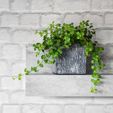 Rondebladige Peperomia - Willemse