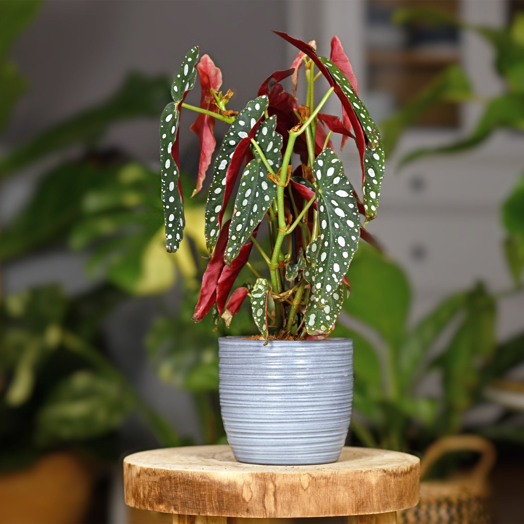 Gevlekte begonia - Willemse