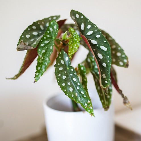 Gevlekte begonia - Begonia maculata - Willemse