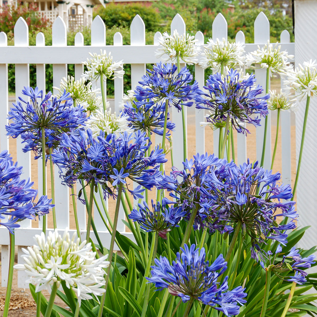Agapanthus - Afrikaanse lelie - Mix paars-wit (x3) - Agapanthus
