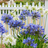 Agapanthus - Afrikaanse lelie - Mix paars-wit (x3) - Agapanthus