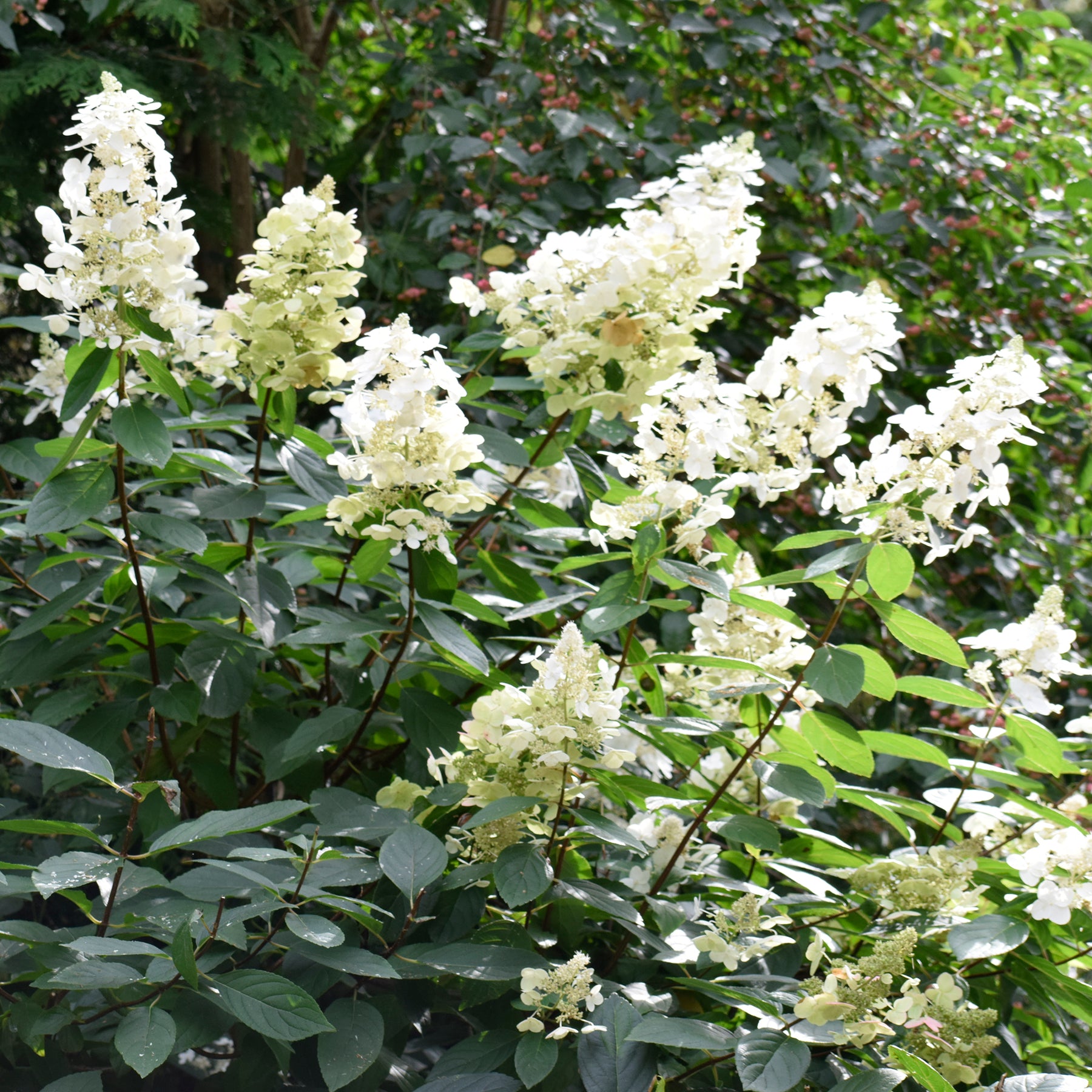 Jardins - Een Hortensia wit als cadeau - Hydrangea paniculata Grandiflora