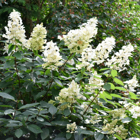 Jardins - Een Hortensia wit als cadeau - Hydrangea paniculata Grandiflora