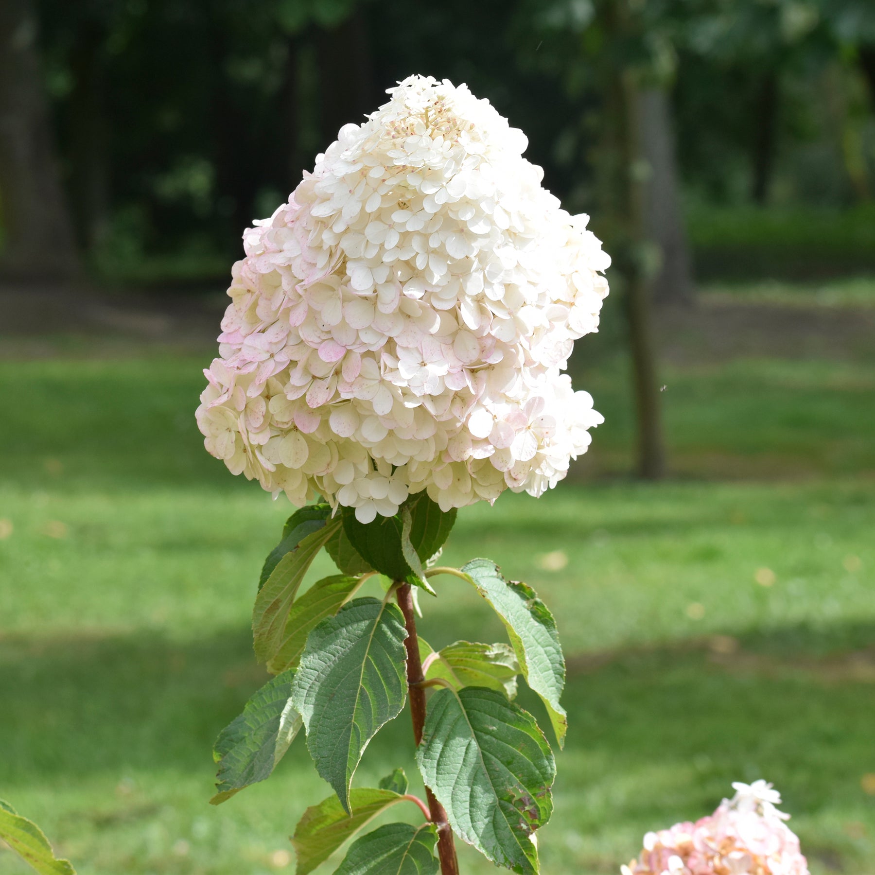 Een Hortensia wit als cadeau - Hydrangea paniculata Grandiflora - Willemse