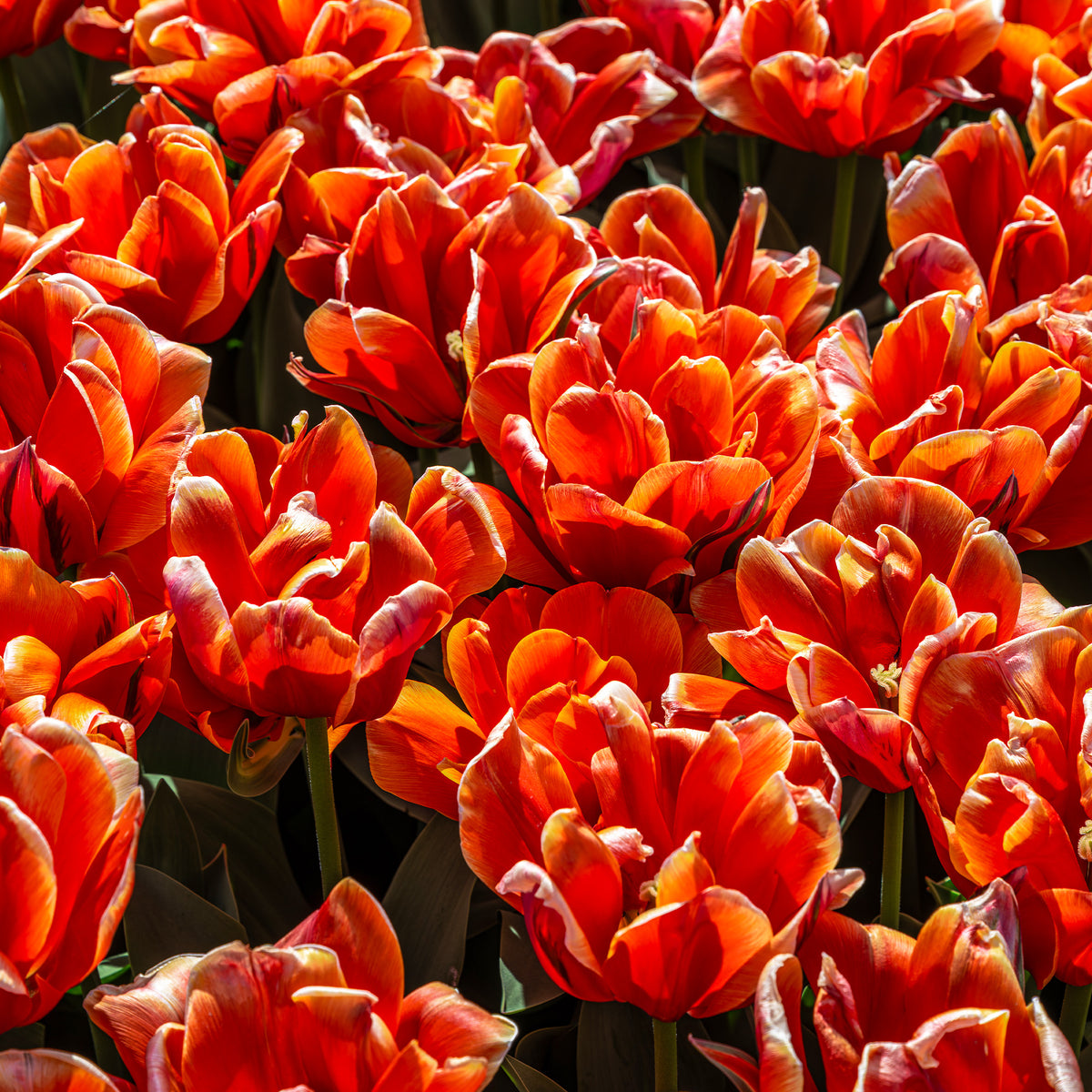 Tulipa double late Queensday  - 7 Dubbele late tulpen Queensday - Tulpen