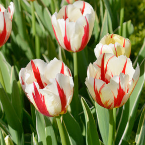 Tulipa love circle - 8 Tulpen Love Circle - Tulpen