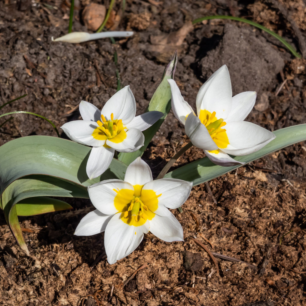 10 Botanische tulpen Polychroma - Willemse