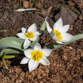 10 Botanische tulpen Polychroma - Willemse