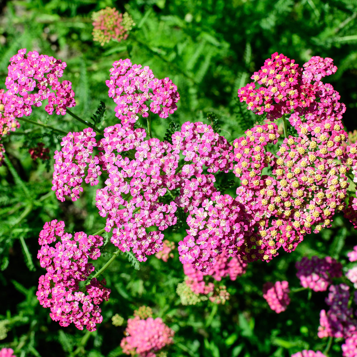 achillea milleforlium Mily Rock  - Duizendblad Mily Rock - Duizendblad
