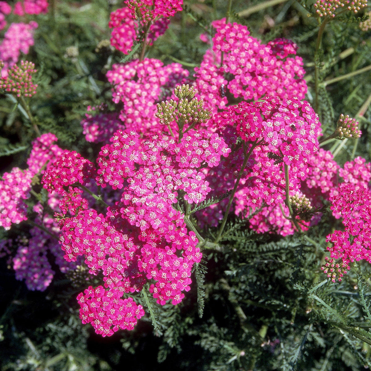 Duizendblad Mily Rock - achillea milleforlium Mily Rock  - Willemse