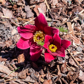 pulsatilla rood  - Rood Wildemanskruid - Vaste planten