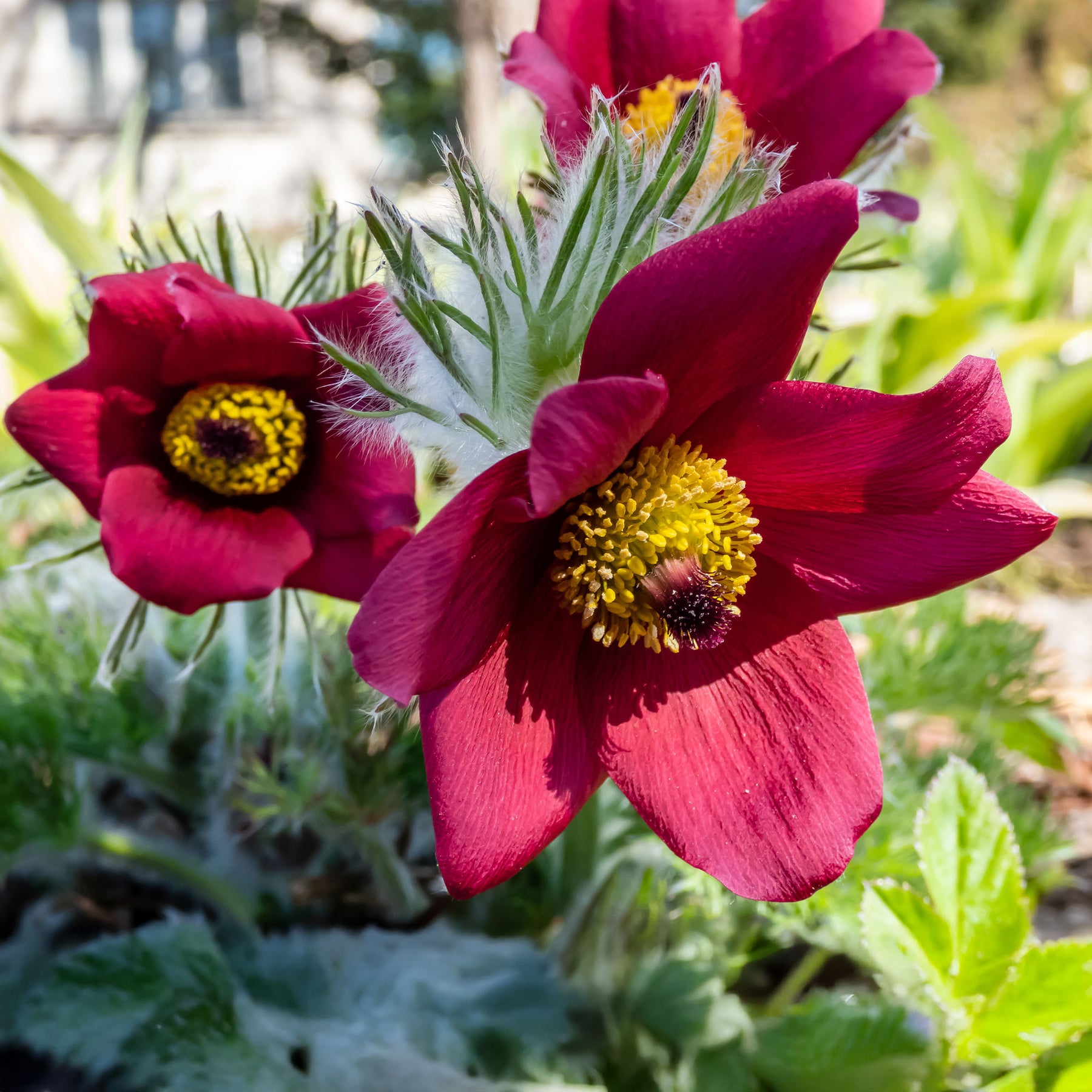Vaste planten - Rood Wildemanskruid - pulsatilla rood 