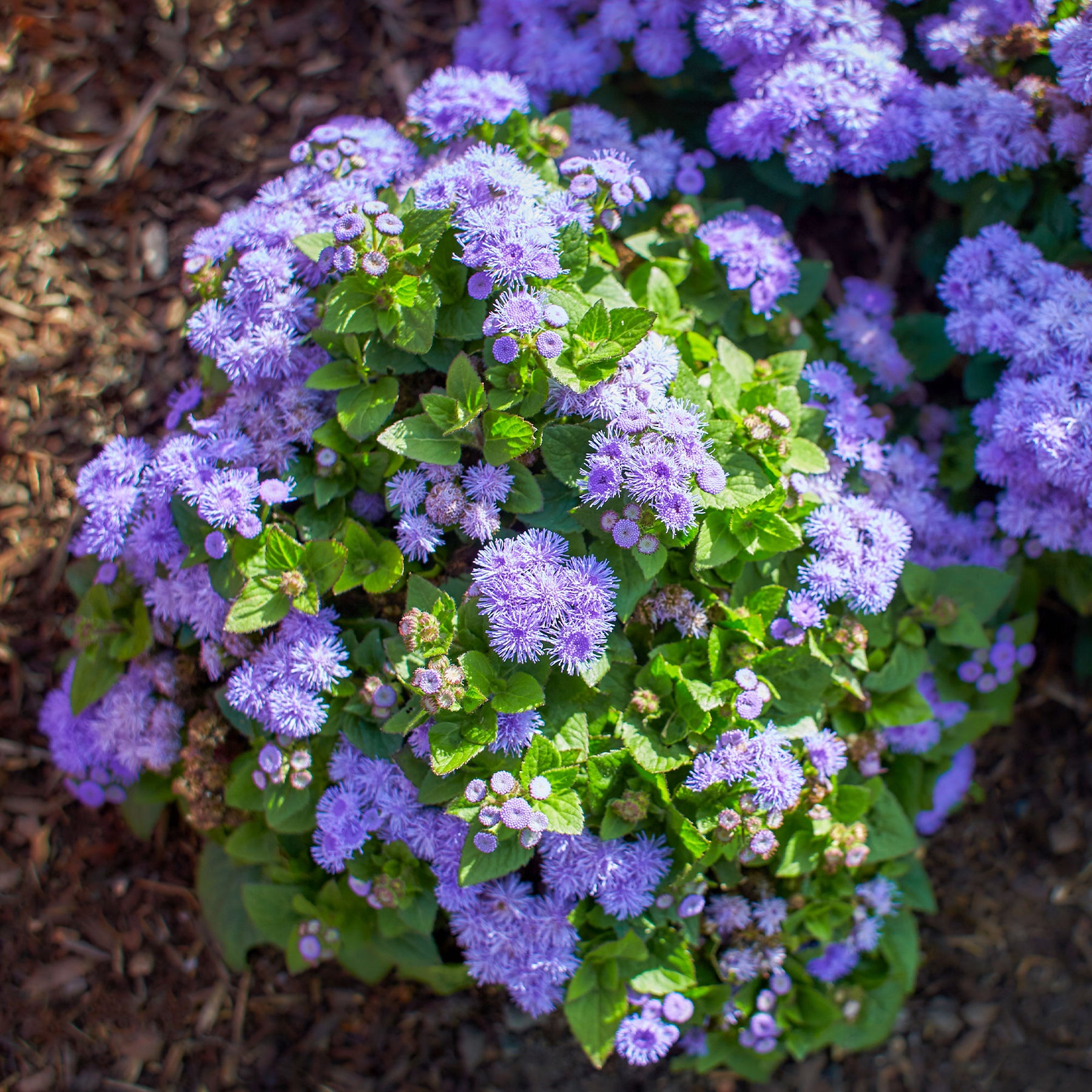 Blauwe Ageratum  - Leverbalsem - Willemse