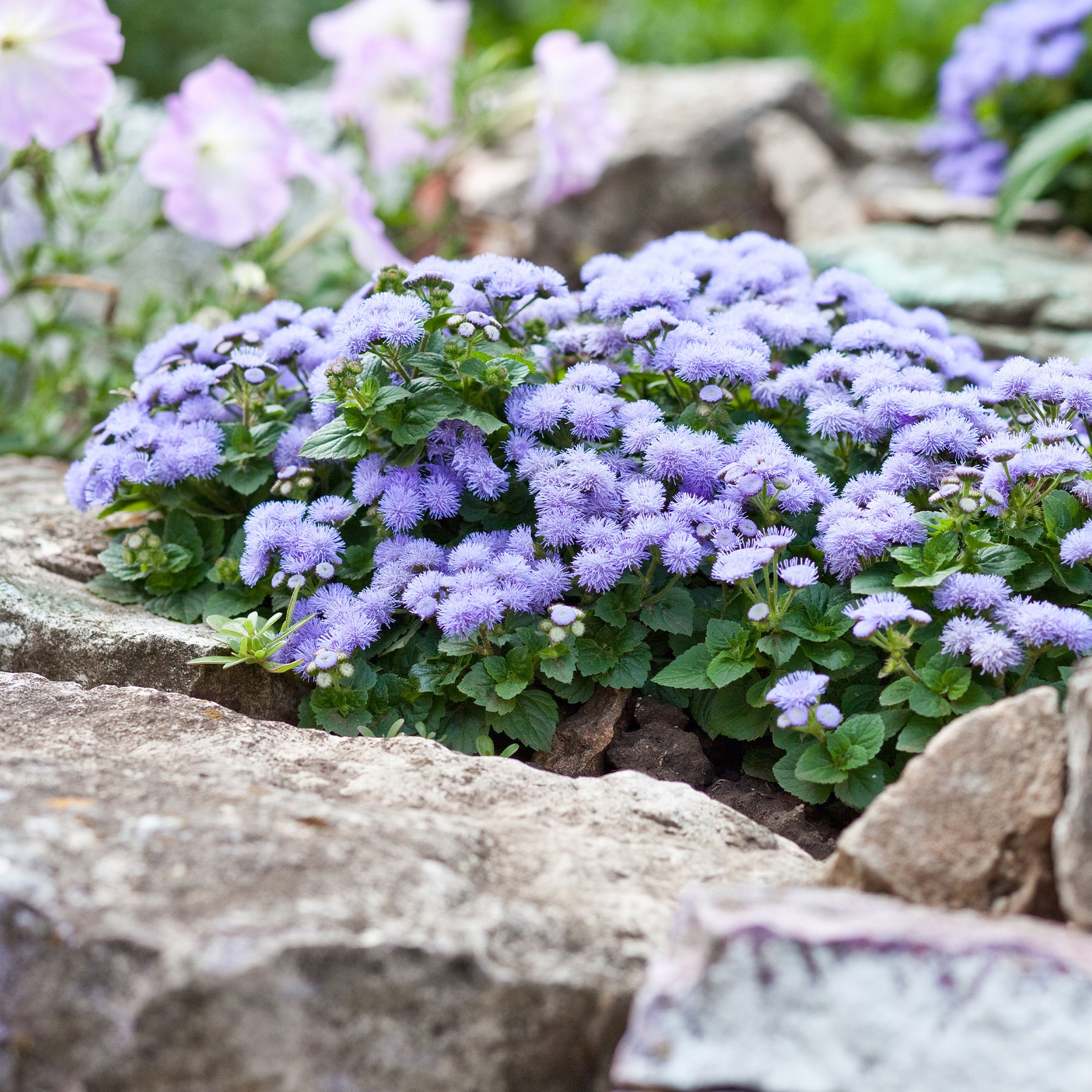 Blauwe Ageratum  - Leverbalsem - Ageratum blue - Willemse
