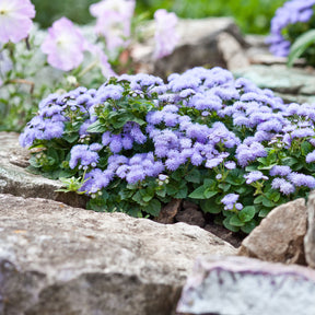Blauwe Ageratum  - Leverbalsem - Ageratum blue - Willemse